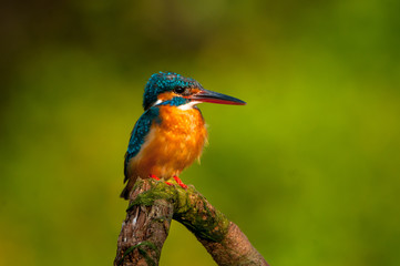 portrait, profile, river, photography, perching, nature, perch, perched, riverside, sitting, wild, wildlife, Yorkshire, white, water, stick, twig, natural, male, background, beak, beautiful, avian, an