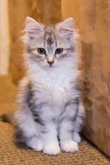 adorable Siberian kitten indoors 