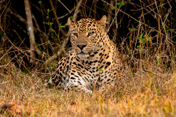 Fototapeta na wymiar indian leopard sitting in indian forest