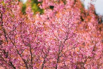 Obraz premium Beautiful pink cherry blossom soft focus.Vivid color of Cherry Blossom or pink Sakura flower flowering once a year at Pu lom lo Thailand.