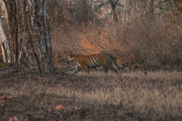 tiger walking in indina forest