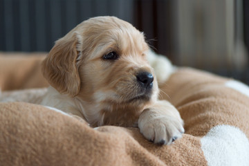 Golden Retriever puppy lying in a basket with a brown cuddly blanket with big white dots. 