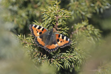 small tortoiseshell 