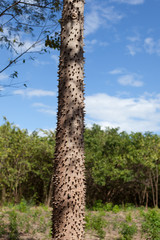 Fototapeta premium Tree Trunk Covered in Spikes