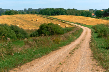 Fototapeta na wymiar Beautiful road in a field. Wheat field. Spikes on farmland. Cultivation of cereals.