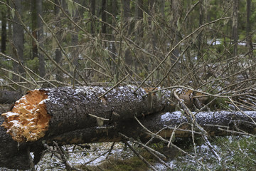 Forest