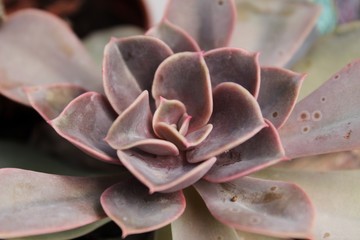 Colorful Echeveria plant in the garden