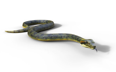 Naklejka premium 3d Illustration Anaconda, Boa Constrictor The World's Biggest Venomous Snake Isolated on White Background, 3d Rendering