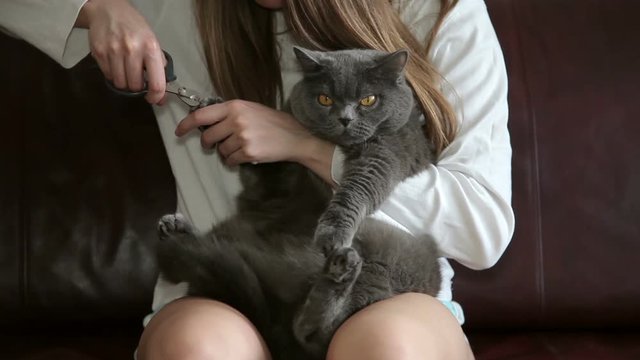 Cat With Big Orange Eyes. Girl Cuts Cat's Claws. British Cat Looking Funny.