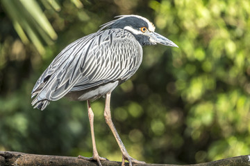 yellow-crowned night heron; Nyctanassa violacea
