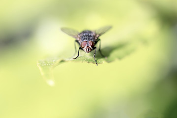 Fly