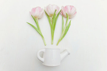Pink tulip flowers and small toy watering can vase on a white wooden background. Spring greeting card happy mother day. Flat lay