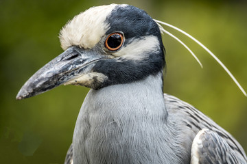 yellow-crowned night heron; Nyctanassa violacea