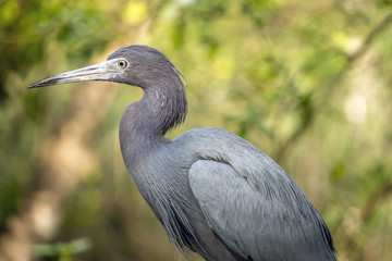 little blue heron,Egretta caerulea