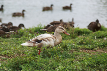 Light brown duck standing near the pond