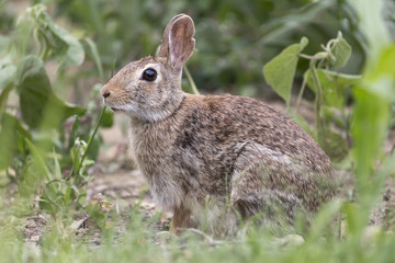 Rabbit