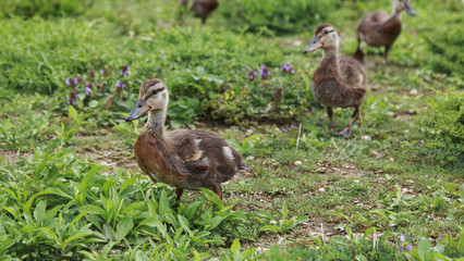 Small brown ducklings walking along the river bank