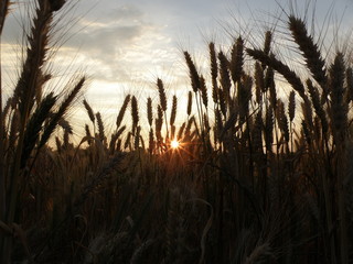 Beautiful wheat field at sunset