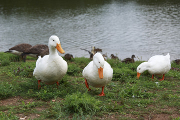 Three white ducks waddling in the grass