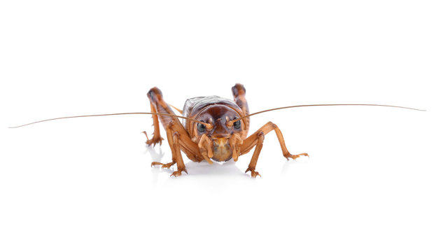 Cricket (Gryllus) on white background