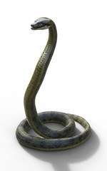 3d Illustration Anaconda, Boa Constrictor The World's Biggest Venomous Snake Isolated on White Background, 3d Rendering