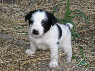 Black and white dog puppy