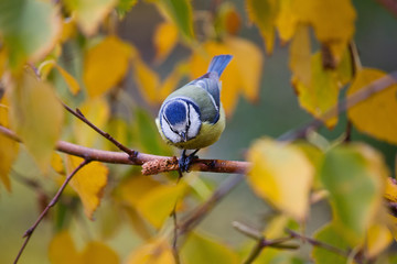 titmouse on a branch of a yellow autumn birch closeup