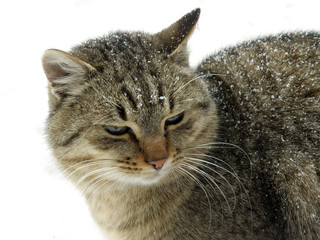 Tabby cat and snowflakes