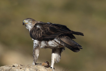 Bonelli's eagle in spain