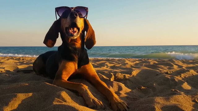 Beautiful portrait of a hunt dog wearing sunglasses at the beach against the sunset.