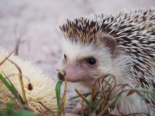 hedgehog small wildlife, with sharp hairs.Cute hedgehog on a natural background.