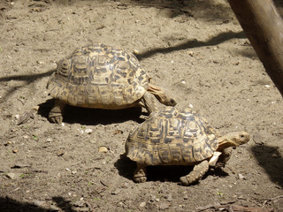 Obraz premium Giant turtles