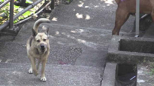 dog