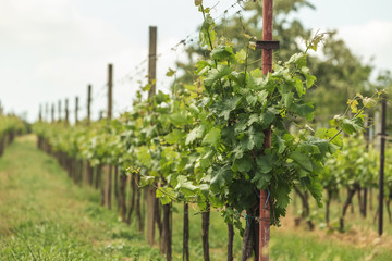 Fototapeta na wymiar Vineyards with white wine grapes