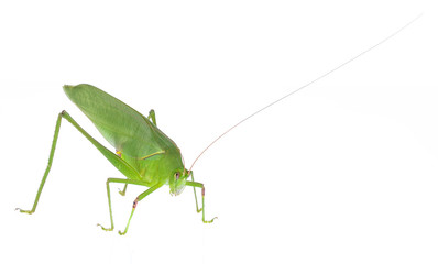 Green grasshopper isolated on white background