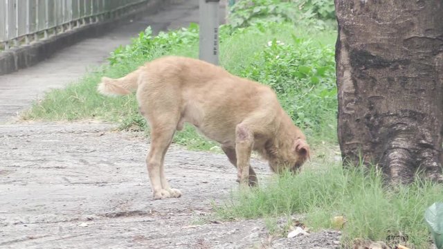 dog