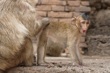 Group of monkeys in Thailand