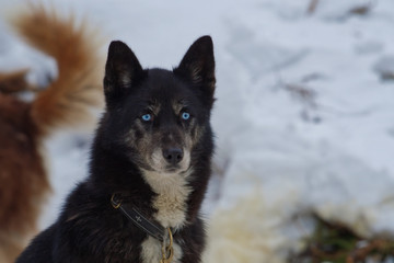 Obraz premium Siberian Husky dog portrait
