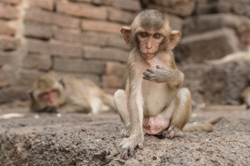 Group of monkeys in Thailand