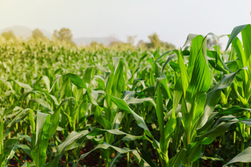 Green leaves of young corn in the field