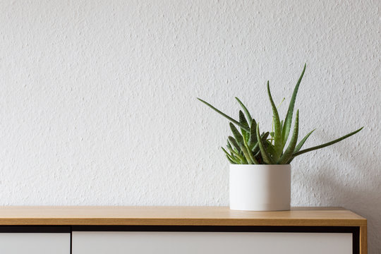 Modern Living, Succulent On Sideboard