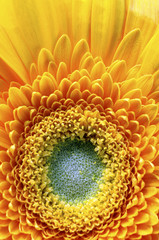 Yellow petals, pistils and green heart flower