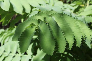Fern leaves texture in the garden