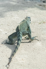 Green iguana walking the sand, seen by back
