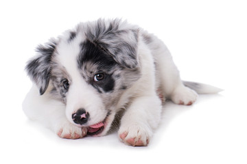 Border Collie Welpe schleckt sich die Pfote
