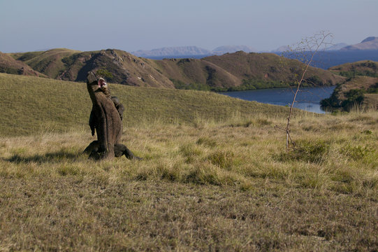 Dragon de Komodo