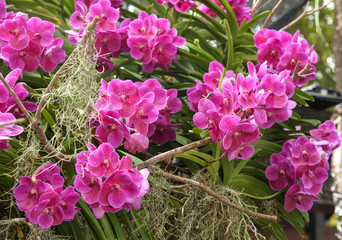 Purple orchid flowers