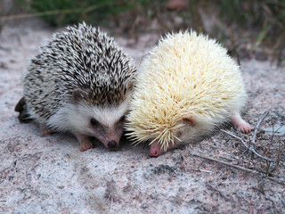 Black and white  hedgehog, small white hedgehog, cute hedgehog in the wild