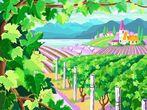 Vineyard and grapes bunches. Spring season landscape.