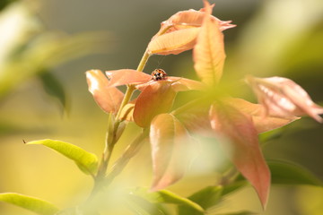 Ladybug In The Jabuticaba Tree